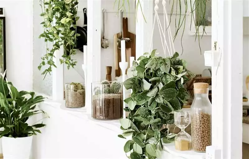 Как выбрать растения для декора интерьера дома